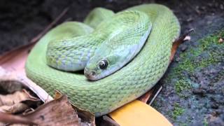 Green Keelback Snake