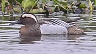 白眉鴨/Garganey