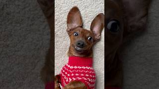 When mini dachshund realizes Christmas is less than 2 months away