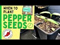 When To Plant Pepper Seeds Indoors - Pepper Geek