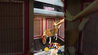 รีวิวบ้านสุนัขบีเกิ้ล S #beagle #dogcage #doghouse