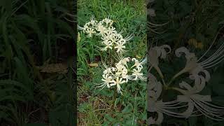 白花彼岸花が開花した。 白彼岸花　白曼殊沙華　2023/09/23　White Lycoris　Lycoris albiflora 　リコリス アルビフロラ　シロバナマンジュシャゲ　シロバナヒガンバナ