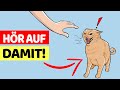 15 Schlimme Fehler Von Katzenbesitzern