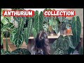 ANTHURIUM COLLECTION 2022