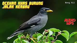 TERBARU - Ocehan Khas Burung Jalak Kerbau | Masteran Berbagai Jenis Burung Kicau