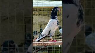 tedy#yo #pigeon #youtubeshort #birds #viral#shorts #kabutarbazi#pets#pakistanpigeonsport #trending