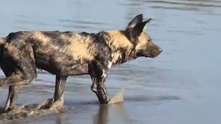 Braving the Waters: Wild Dog Alpha Hunts a Fawn for the Pack! 🐕🌊