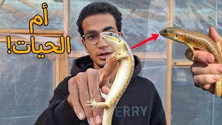 سحلية أم الحيات Eumeces schneideri _ أكبر نوع سحلية في مصر