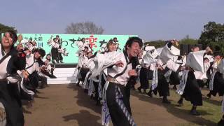 早稲田大学“踊り侍”　 第11回かわさき楽大師 厄除よさこい　メインステージ2015.4.18