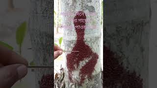 #এই দিনে গাছের# গোড়ায় পোকা# #গুলো দেখা যায় #