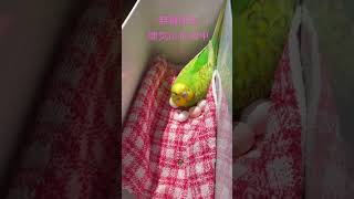 セキセイインコ　無精卵　抱卵