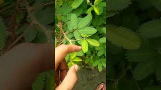 Touch me not plant - Lojjaboti (Shameplant) | Mimosa Pudica | #shorts #youtubeshorts #ytshorts