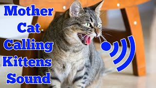 Mother Cat Calling For Her Kittens Sound Effect | Mom Cat Calling Her Kittens | Mama Cat Voice Meow