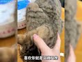 中华狸花猫在国外 居然能卖到上万元？ 猫咪 猫咪的迷惑行为