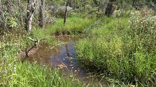 Environment Matters - World Wetlands Day 2022