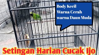 setingan harian cucak ijo body kecil warna cerah