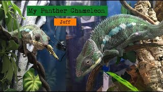 Adopting a Panther Chameleon Vlog - Meet Jeff