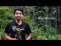 how to grow jasmine plant from cuttings ಮಲ್ಲಿಗೆ ಗಿಡ ಮಾಡುವ ವಿಧಾನ ಶಂಕರಪುರಮಲ್ಲಿಗೆ