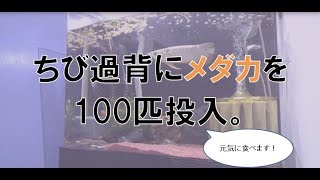 閲覧注意 ちび過背金龍にメダカ100匹