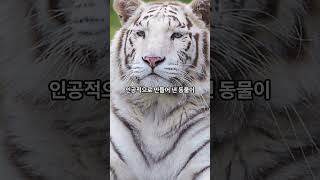 백호의 불편한 진실