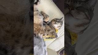 猫動画　はたらかない猫ぼっちゃん　#ねこ #かわいい #癒し #cat #shorts