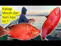 Mancing Rawai Dapat Ikan kakap Merah dan Ikan Apa Ini Warnanya Merah Sekali Tapi Cantik Dilihat