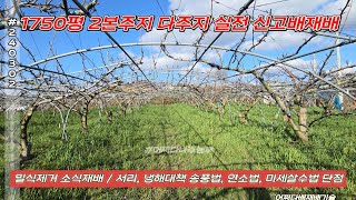 1750평 2본주지 다주지 실전 신고배재배 - 밀식제거 소식재배 서리 냉해대책 송풍법 연소법 미세살수법 단점 p2403