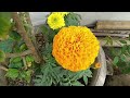 flowers at january 🙋🏻‍♂️ জানুয়ারি ফুল flowers ফুল garden flowers plants beautifulflowers