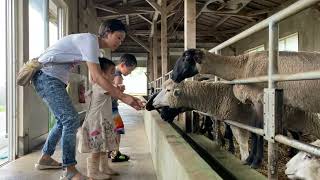 Where can I feed farm animals in Miyazaki Japan? Day Out at Farm in Miyakonojo 高千穂牧場 Takachiho Farm