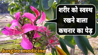 शरीर को स्वस्थ रखने बाला कचनार का पेड़,कचनार के फायदे और पहचान Bauhinia variegata