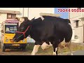 25 லிட்டர் கரவைத்திரனில் மாடு விற்பனை @lakshmi dairy farms cow dairy sales good farming good