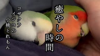 インコの寝床訪問 安心して眠れる 2分7秒