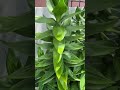 Ribbon dracaena, Lucky bamboo,French Bambou de la chance, Canne de la chance, Plante à ruban,ដើមរាសី