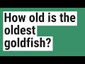 How old is the oldest goldfish?