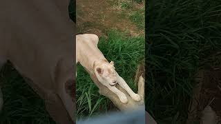 尾夏夜★⑤ホワイトライオン・白獅子・リズムちゃん・沖縄こどもの国・・・White_Lion・Okinawa Zoo \u0026 Museum(20221001)