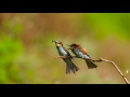 Merops apiaster in slow motion