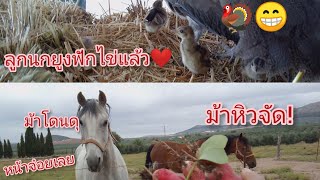 😁❤️ดีใจได้สมาชิกใหม่เพิ่มในฟาร์ม, ลูกนกยูง, ม้าสเปนหิวจัด🐴โดนดุ