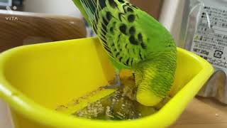 セキセイインコ、ゆずちゃん　粟ボールを初めて食べる！