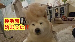 柴犬貴教！ノリたんの換毛期が始まってきました！