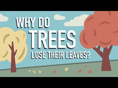 Why do some trees start losing their leaves in the fall?