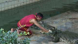 কুমিরের সাথে কি ভয়ংকর খেলা! || Crocodile Attack || Crocodile Game || Meghna tv