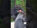 gorillas having lunch【tokyo ueno zoo】