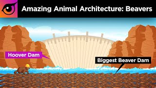 How Beavers Built a Dam Longer Than the Hoover Dam