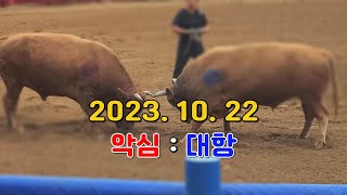 청도소싸움 2023.10. 22  제8경기  을종  악심 / 대항