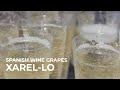 Spanish Wine Grapes: Xarel-Lo