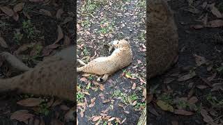 GOOD MORNING - Frankie Bobcat being rolly and cute.