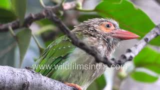 Sat bhai Jungle Babbler, Oriental Magpie-Robin, House Sparrow, Brown-headed Barbet - Delhi birds