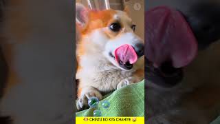 चिंटू ने मम्मी को क्यों उठाया 🐶 Cute dog funny like cartoon hindi #funnydogs #cutedogs