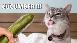Cats Scared by Cucumbers Compilation part 1😂