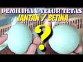 Beda Jantan dan Betina | Begini Cara Memilih Telur Untuk Ditetaskan